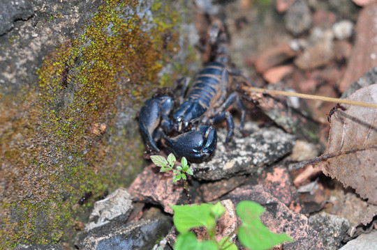 Tận thấy “kỹ nghệ” dùng kiến bù nhọt săn bò cạp ảnh 7