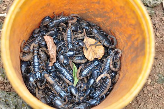 Tận thấy “kỹ nghệ” dùng kiến bù nhọt săn bò cạp ảnh 8