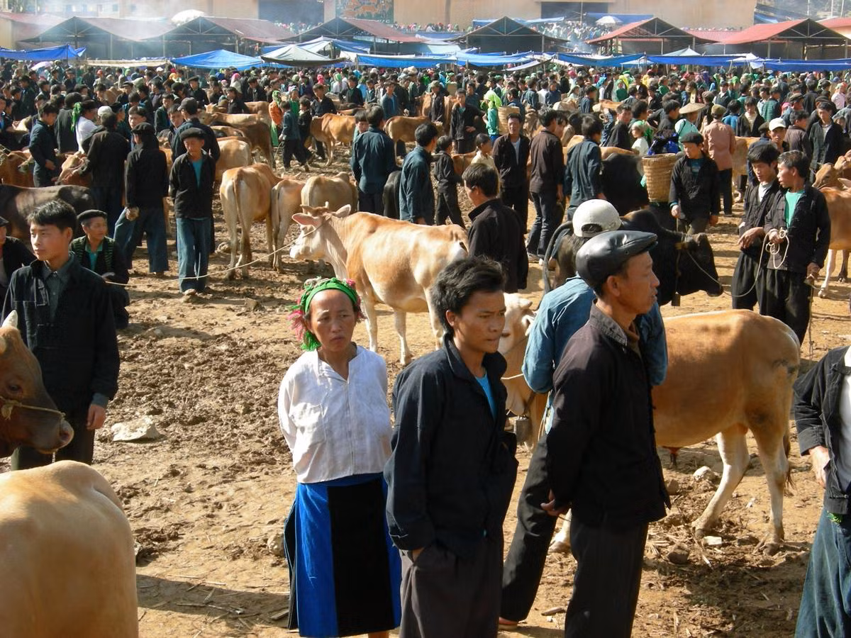 Phiên chợ nào cũng vậy, có cả nghìn con bò được mua bán, trao đổi tại đây Phiên chợ nào cũng vậy, có cả nghìn con bò được mua bán, trao đổi tại đây