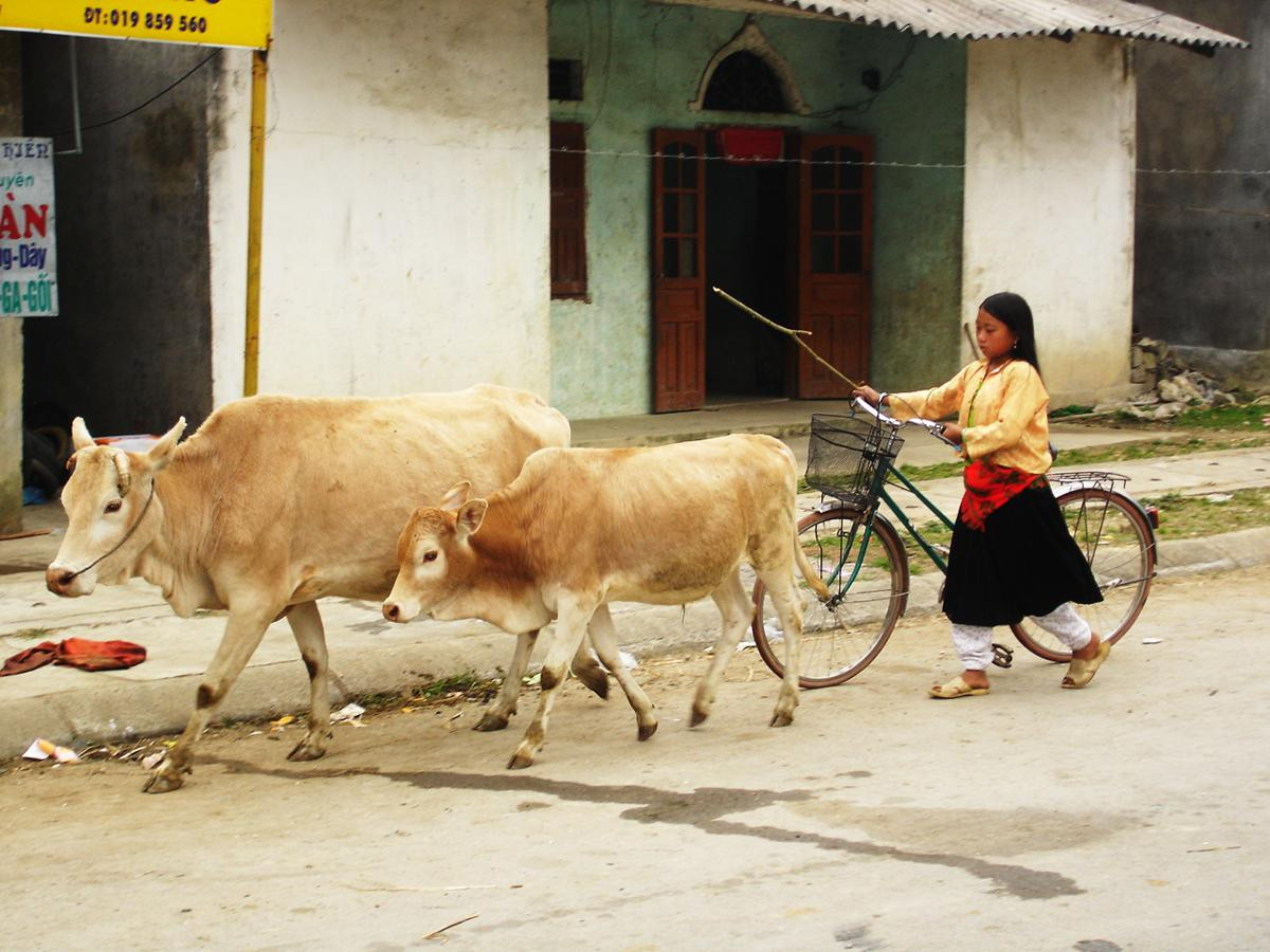 Bò được đưa ra chợ bán
