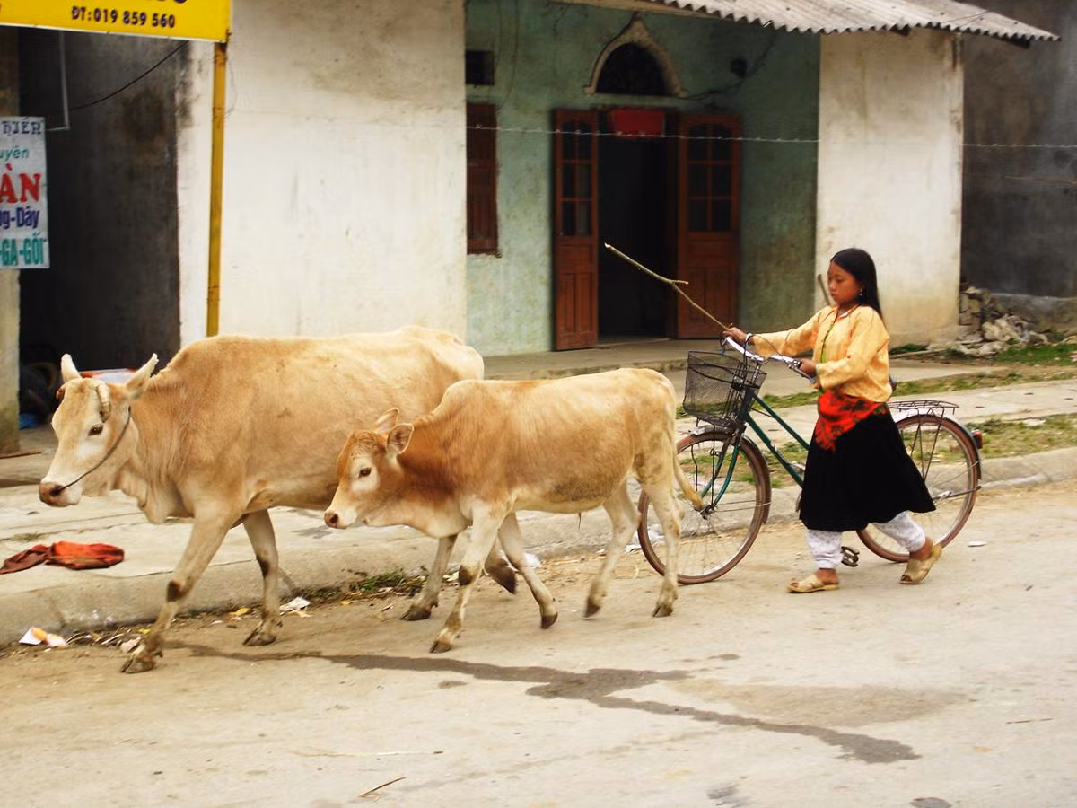 Bò được đưa ra chợ bán Bò được đưa ra chợ bán