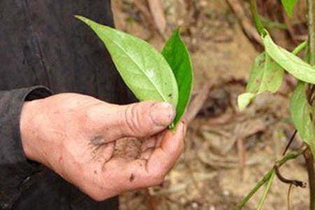 Nhiều người dân vùng cao tìm đến lá ngón để tự tử. Ảnh: Tuổi trẻ