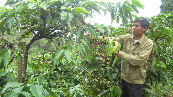 Cà phê Buôn Ma Thuột đang bị lợi dụng thương hiệu. Cà phê Buôn Ma Thuột đang bị lợi dụng thương hiệu