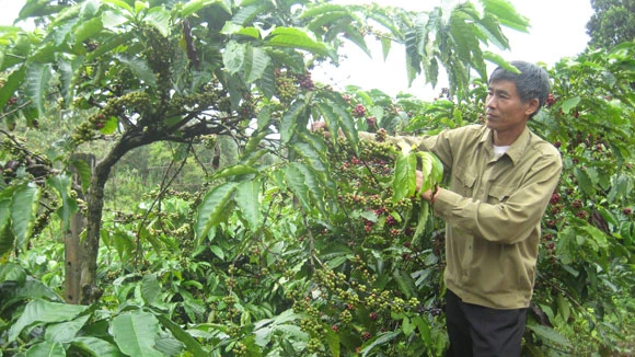 Cà phê Buôn Ma Thuột đang bị lợi dụng thương hiệu