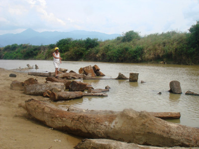 Một bãi gỗ trục vớt được dưới lòng sông
