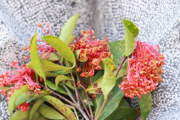 Người dân Mường Phăng dâng hoa rừng viếng Đại tướng