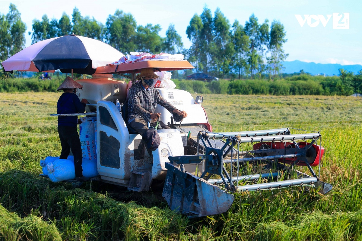 Nông dân Hà Nội thu hoạch lúa Nông dân Hà Nội thu hoạch lúa