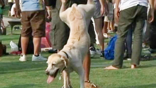 Nhiều người đưa cả thú nuôi đi... trồng cây chuối