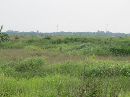 Cỏ lau, cỏ dại đang mọc ngút đầu người