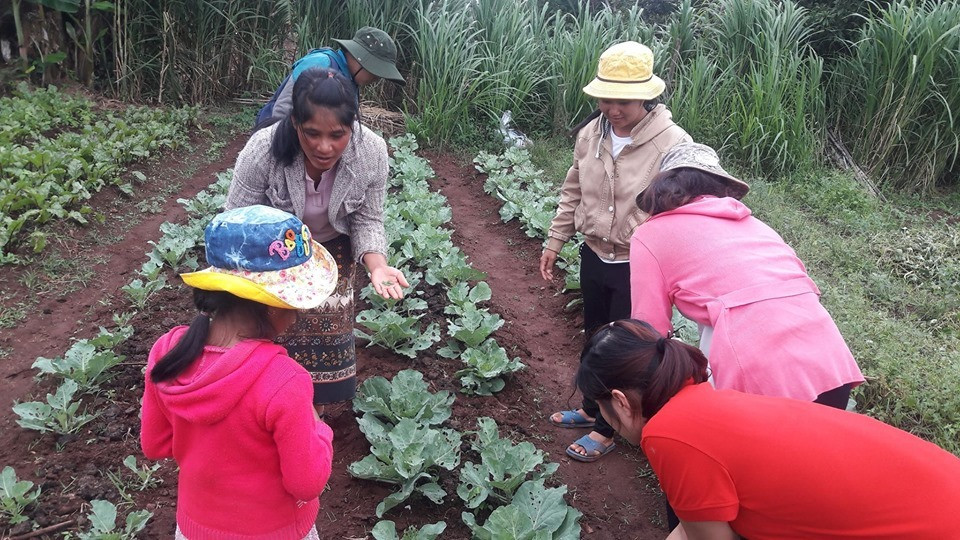 Công việc mỗi ngày của Tổ hợp tác rau hữu cơ Iem Gõh.