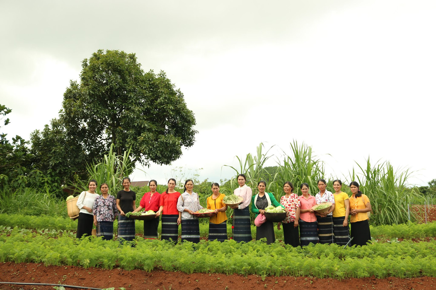 Tổ hợp tác rau hữu cơ Iem Gõh.
