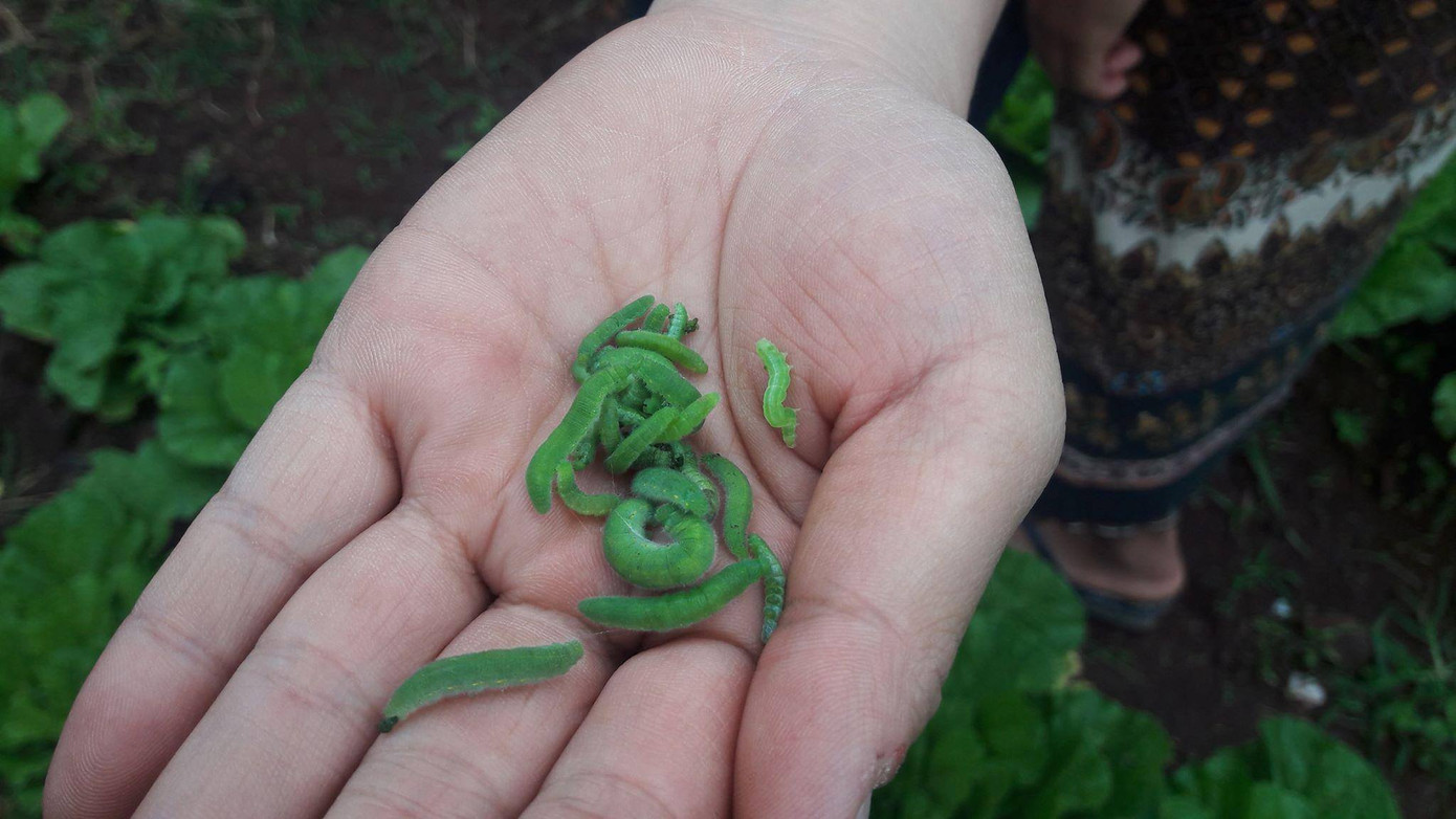 Sâu tự bắt bằng tay chứ không dùng thuốc trừ sâu.