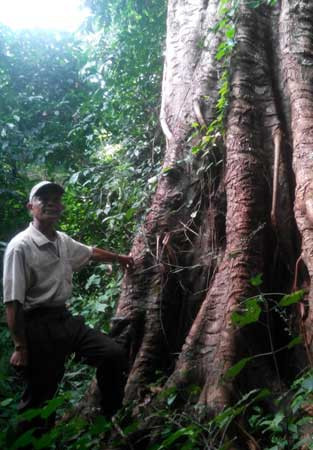 Già làng Y Ruê bên một gốc cây đại thụ trên đồi Cư HLăm