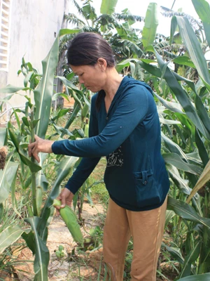 Chị Đợi trồng tỏi, bẻ ngô nuôi sống cả gia đình 