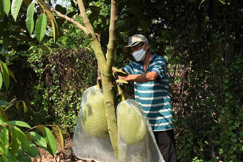 Vườn mít Thái nhà ông Nguyễn Văn Hoàng, ở ấp Tân Hiệp, xã Long Tân, huyện Đất Đỏ (tỉnh Bà Rịa-Vũng Tàu) kém hiệu quả vì giá bán xuống thấp.