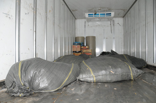 Gà được cho vào bao tải đi tiêu hủy