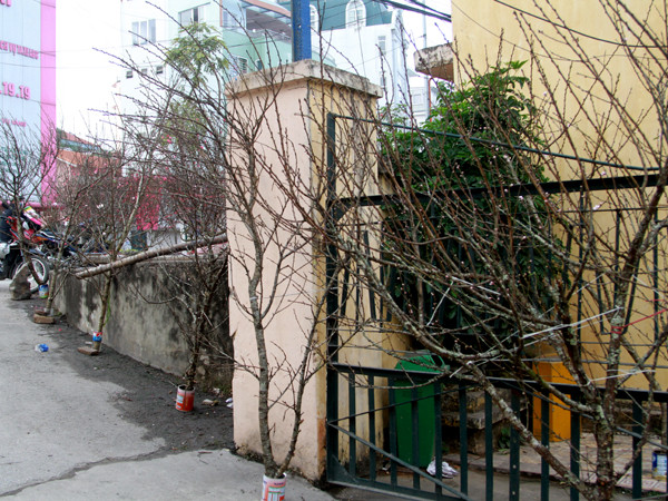 Theo xe nhiều cành đào núi xuất hiện ở Hà Nội