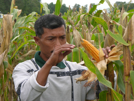 Ngô CNSH cho năng suất cao tại Philippines. Ảnh: Ngọc Tiến. Ngô CNSH cho năng suất cao tại Philippines. Ảnh: Ngọc Tiến