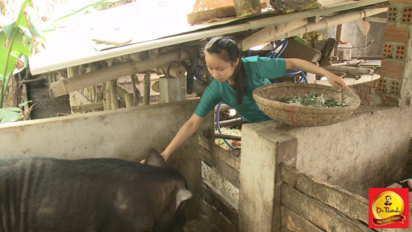 Gia đình nghèo tại Quảng Nam được “hồi sinh” từ cặp bò giống ảnh 2