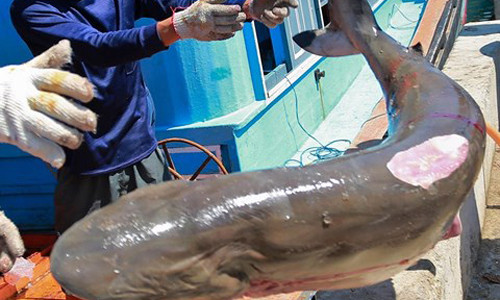 Sởn gai ốc theo chân những cao thủ săn cá mập ảnh 1