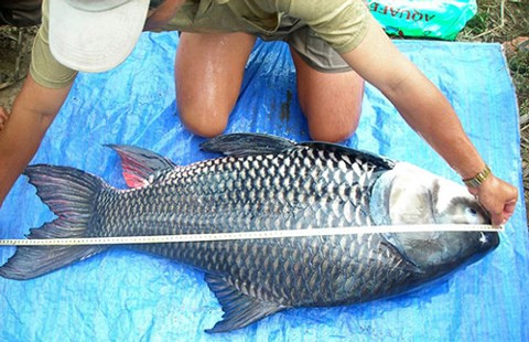 Những người bảo tồn 'vua cá' quý hiếm ở miền Tây ảnh 1