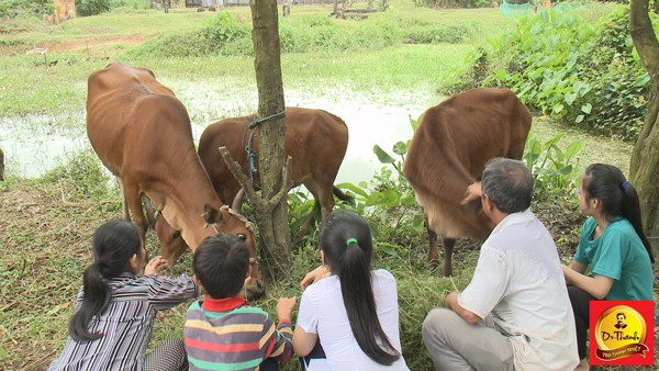 Gia đình nghèo tại Quảng Nam được “hồi sinh” từ cặp bò giống ảnh 1