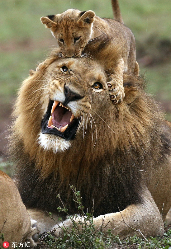 Cực “độc” cảnh vua sư tử đực cưng chiều con ảnh 1