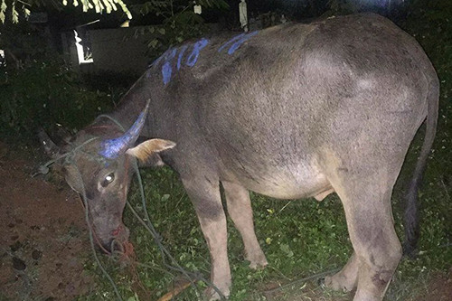 Trâu sổng chuồng liên tục húc người ảnh 2