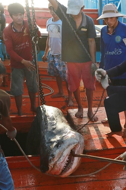 Sởn gai ốc theo chân những cao thủ săn cá mập ảnh 2