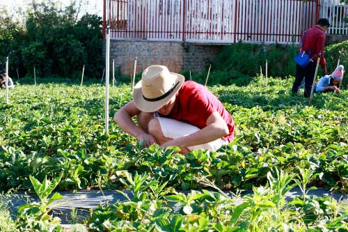 'Cò đặc sản' lộng hành và nỗi thất vọng của khách đến Đà Lạt ảnh 2