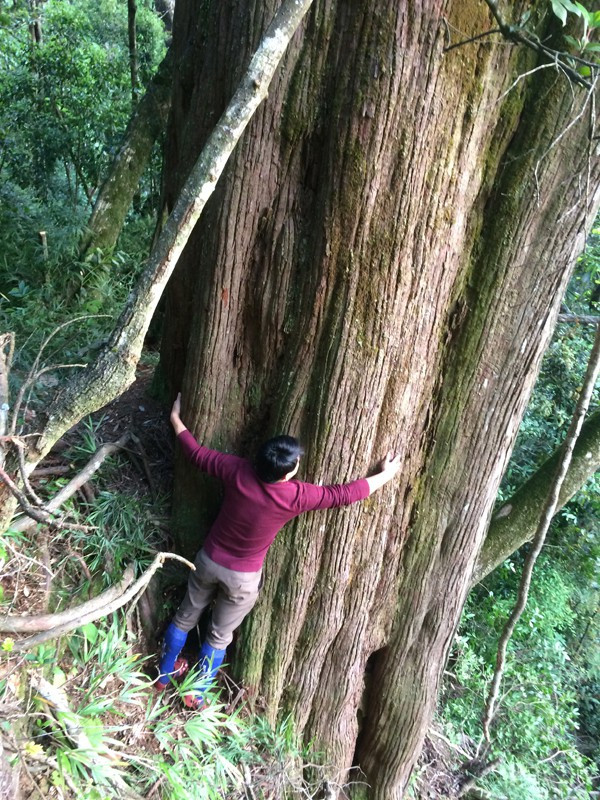 Phát hiện cây pơ mu 'khủng' khoảng 1.000 năm tuổi ảnh 1