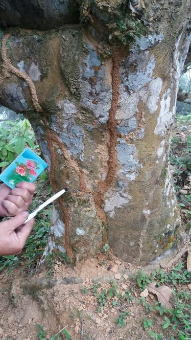 'Báu vật' Suối Giàng bị đe dọa bởi loài mối bé như đầu tăm ảnh 2