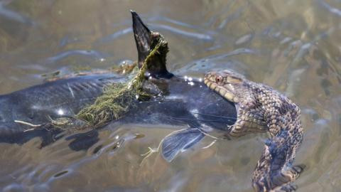 Rắn nước nuốt cá da trơn khủng gây bão mạng ảnh 1