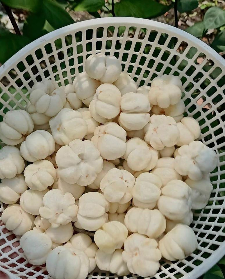 Ruột măng cụt xanh có giá 550.000-600.000 đồng/kg. Ruột măng cụt xanh có giá 550.000-600.000 đồng/kg.