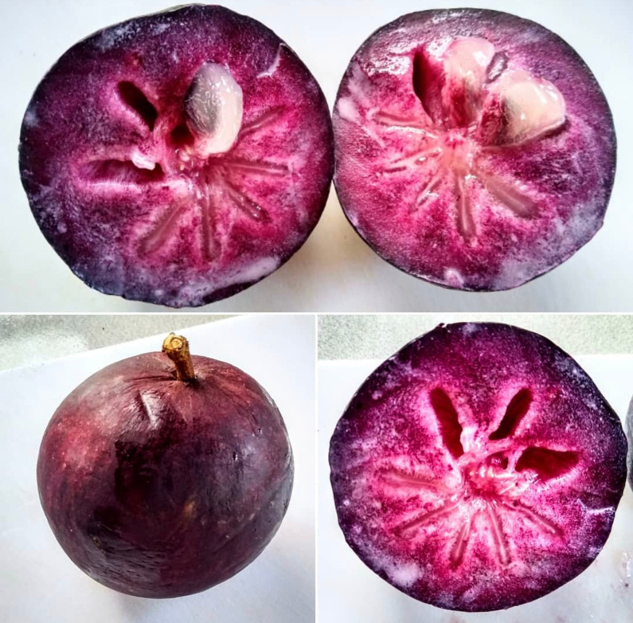 Vú sữa tím đậm đẹp hút mắt, thơm vị sữa (Ảnh: Huan). Vú sữa tím đậm đẹp hút mắt, thơm vị sữa (Ảnh: Huan).