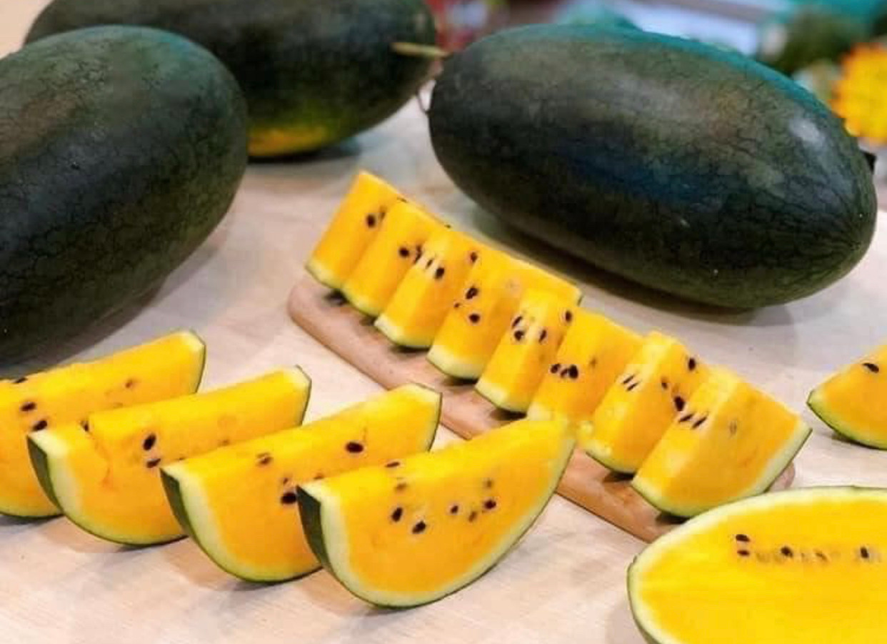 Dưa hấu ruột vàng giá cao gấp đôi so với dưa hấu thường (Ảnh: Mai Hoa). Dưa hấu ruột vàng giá cao gấp đôi so với dưa hấu thường (Ảnh: Mai Hoa).