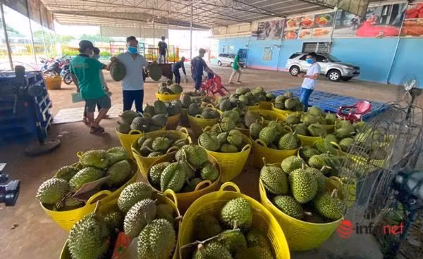 Cục Bảo vệ Thực vật đề nghị doanh nghiệp phối hợp chặt chẽ với người dân trong việc xây dựng mã số vùng trồng, tránh hiểu nhầm