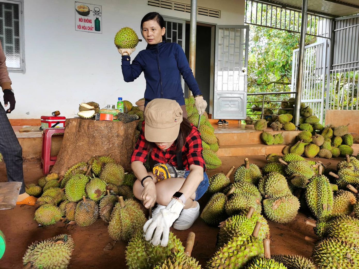 Bộ NN&PTNT cảnh báo người dân, doanh nghiệp tránh chạy theo cơn sốt sầu riêng Bộ NN&PTNT cảnh báo người dân, doanh nghiệp tránh chạy theo cơn sốt sầu riêng