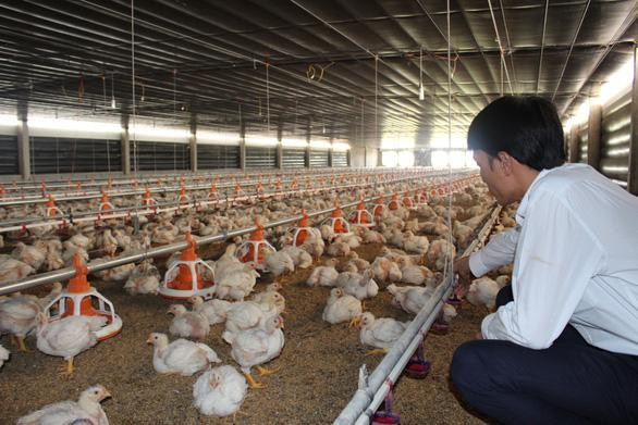 Giá gà và các sản phẩm chăn nuôi đang xuống thấp khiến người nông dân lo mất Tết Giá gà và các sản phẩm chăn nuôi đang xuống thấp khiến người nông dân lo mất Tết