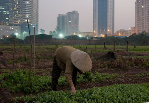 Bà Lự còn hái rau cải dù đêm đã xuống 