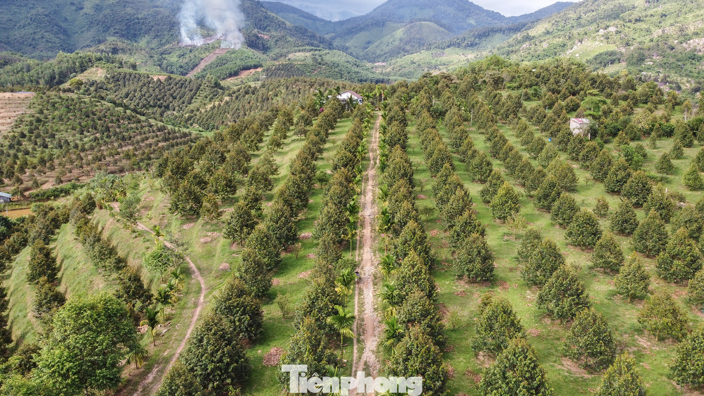Ông Bo Bo Vĩnh Thành (người đồng bào Raglai, ở xã Sơn Trung) đã trở thành tỷ phú nông dân ở Khánh Sơn nhờ sở hữu 4ha sầu riêng. Mô hình nông nghiệp của ông Thành trở thành điểm đến của nhiều nông dân khác tại địa phương học hỏi để thoát nghèo. "Trồng sầu riêng cực nhất là khâu chăm sóc vì chi phí cao, cây dễ sâu bệnh, nhưng nếu áp dụng tốt khoa học kỹ thuật và trồng có định hướng thì kết quả thu được lâu dài, bền vững", ông Thành chia sẻ.