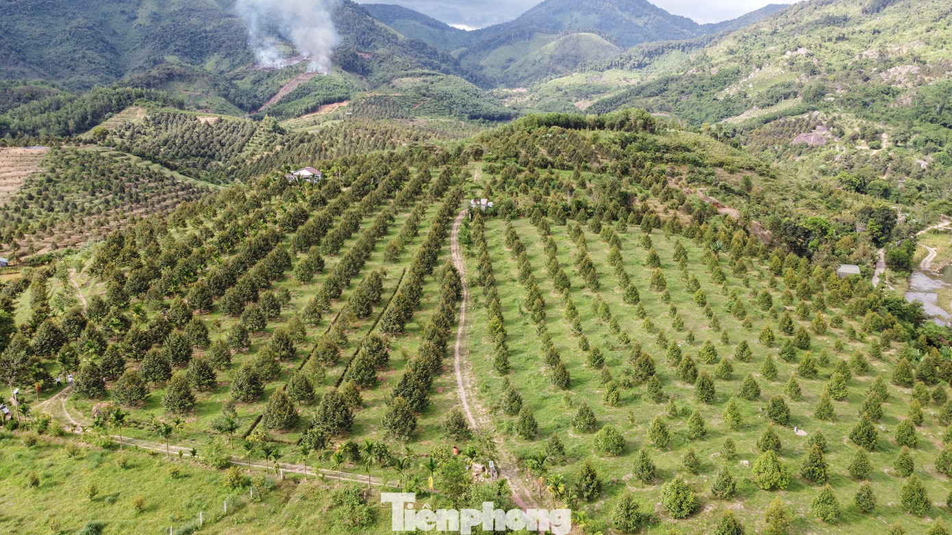 Khánh Sơn nằm trong vùng khí hậu nhiệt đới gió mùa, là huyện miền núi vùng cao nên khí hậu mát mẻ quanh năm, được ví như “Đà Lạt thứ hai” nên thích hợp với đặc tính của cây sầu riêng. "Cả huyện hiện có khoảng 2.600 ha sầu riêng, hiện thương lái thu mua với giá từ 75.000-95.000 đồng/kg, trung bình mỗi ha người nông dân thu về từ 700 đồng đến 1 tỷ đồng/ha", ông Lương Văn Quyết - Phó chủ tịch Hội Nông dân huyện Khánh Sơn, cho hay.