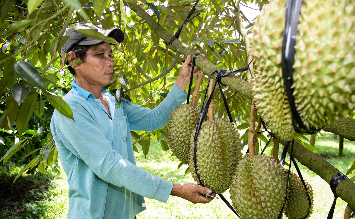 Từ một hộ khó khăn của huyện Khánh Sơn, đến nay gia đình ông Văn Tấn Đạt (xã Sơn Lâm) đã xây nhà lầu, có của ăn, của để. "Gia đình có 3 ha sầu riêng trồng được 6 năm. Năm nay mỗi ha cho thu hoạch khoảng 10, với giá bán trung bình 85.000 đồng/kg, trừ chi phí gia đình thu về 2-3 tỷ đồng", ông Đạt nói và cho biết khi quyết định trồng cây sầu riêng bản thân ông cũng không nghĩ có ngày thu được tiền tỷ như hiện nay.