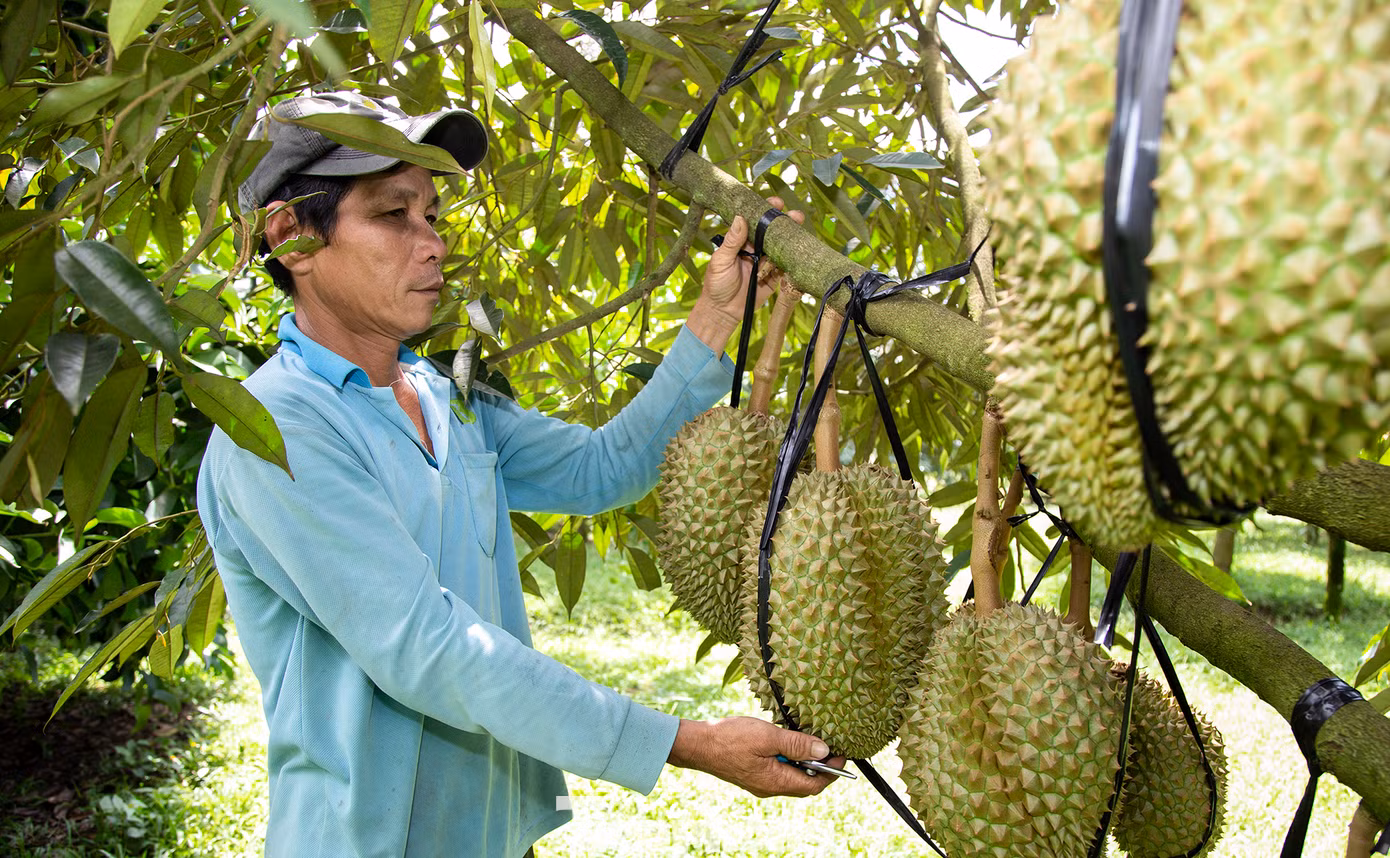 Từ một hộ khó khăn của huyện Khánh Sơn, đến nay gia đình ông Văn Tấn Đạt (xã Sơn Lâm) đã xây nhà lầu, có của ăn, của để. "Gia đình có 3 ha sầu riêng trồng được 6 năm. Năm nay mỗi ha cho thu hoạch khoảng 10, với giá bán trung bình 85.000 đồng/kg, trừ chi phí gia đình thu về 2-3 tỷ đồng", ông Đạt nói và cho biết khi quyết định trồng cây sầu riêng bản thân ông cũng không nghĩ có ngày thu được tiền tỷ như hiện nay.