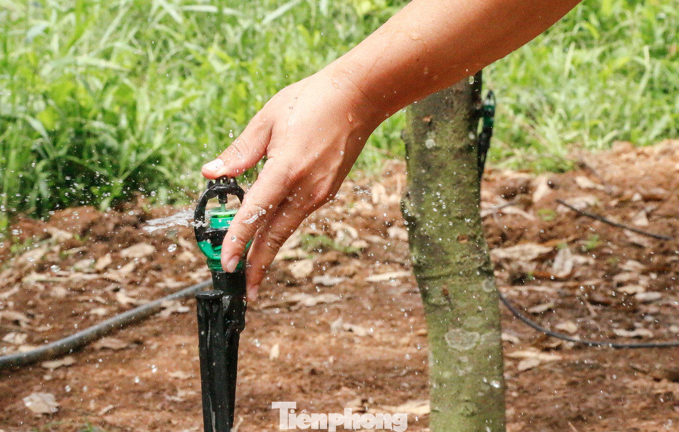 "Sầu riêng muốn sạch bắt buộc phải áp dụng khoa học, kỹ thuật vào quá trình trồng, chăm sóc. Điều này không chỉ giúp tiết kiệm công sức, tăng năng suất mà còn đảm bảo sản phẩm sầu riêng Khánh Sơn ngon hơn, phát triển bền vững hơn", ông Lương Văn Quyết - Phó chủ tịch Hội Nông dân huyện Khánh Sơn, nói.