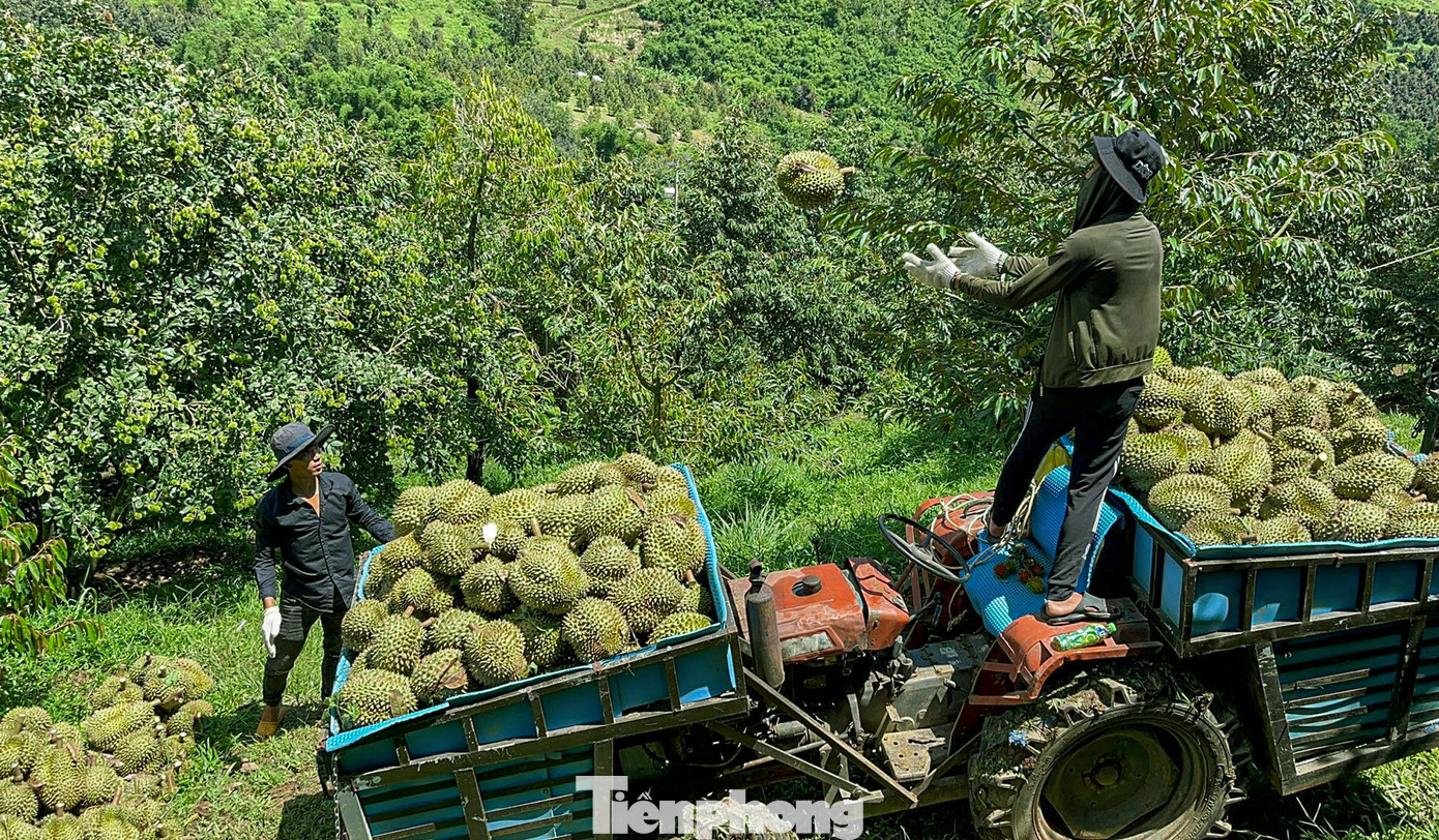 Khánh Sơn có khoảng 450 ha sầu riêng VietGap và đã có 4 mã số vùng trồng được cơ quan chức năng Trung Quốc cấp phép. Hiện còn 22 mã vùng trồng sầu riêng đã đăng ký, chờ xét duyệt, trong đó 6 mã vừa được Tổng cục Hải quan Trung Quốc phối hợp Chi cục Trồng trọt và Bảo vệ thực vật Khánh Hòa kiểm tra trực tuyến.