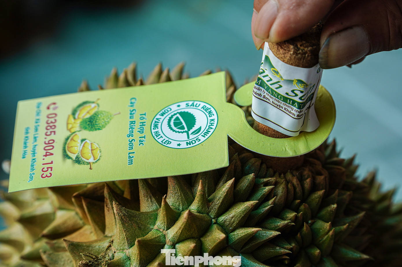 Tổ hợp tác cây sầu riêng Sơn Lâm của ông Khang được cấp mã vùng trồng đủ chuẩn sạch để xuất khẩu đi Trung Quốc. "Sầu riêng của tổ hợp tác đều có chứng nhận sạch nên giờ đây chúng tôi không còn lo lắng đầu ra cho sản phẩm như những năm trước nữa", ông Khang chia sẻ.