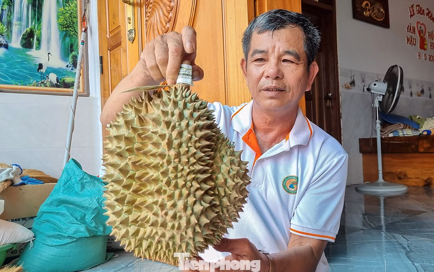 Còn ông Mai Văn Khang (ở xã Sơn Bình) cho biết, gia đình có 10 ha sầu riêng và đã được cấp mã vùng trồng để xuất khẩu sang Trung Quốc. “Với giá bán cao như hiện nay, gia đình tôi thu lãi 6-7 tỷ đồng sau khi kết thúc vụ sầu riêng”, ông Khang vui mừng nói.