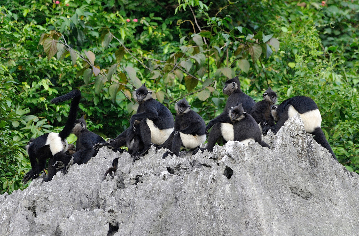 Ranh giới khu bảo tồn di sản gồm các di tích cổ, khu danh thắng hồ Tam Chúc - Quền Vồng và rừng nguyên sinh đặc hữu, nơi bảo tồn voọc mông trắng. Ảnh: CỤC DI SẢN. Ranh giới khu bảo tồn di sản gồm các di tích cổ, khu danh thắng hồ Tam Chúc - Quền Vồng và rừng nguyên sinh đặc hữu, nơi bảo tồn voọc mông trắng. Ảnh: CỤC DI SẢN.