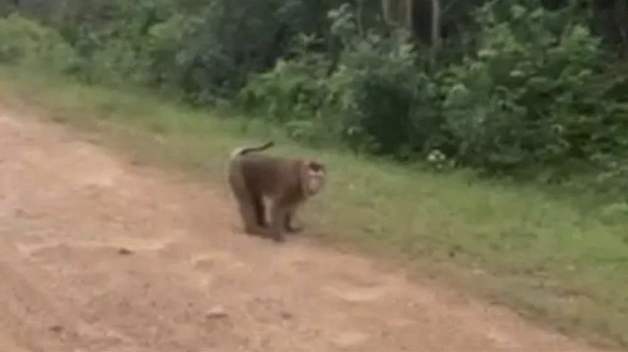 Cá thể khỉ xuất hiện ở ven đường và sau đó tấn công cháu Q. Ảnh: CL Cá thể khỉ xuất hiện ở ven đường và sau đó tấn công cháu Q. Ảnh: CL